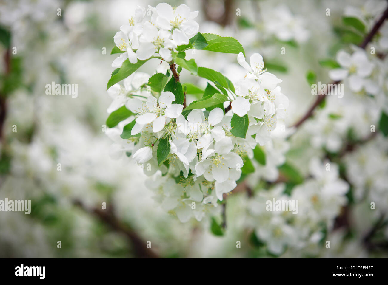 Blooming apple tree in spring time. Stock Photo