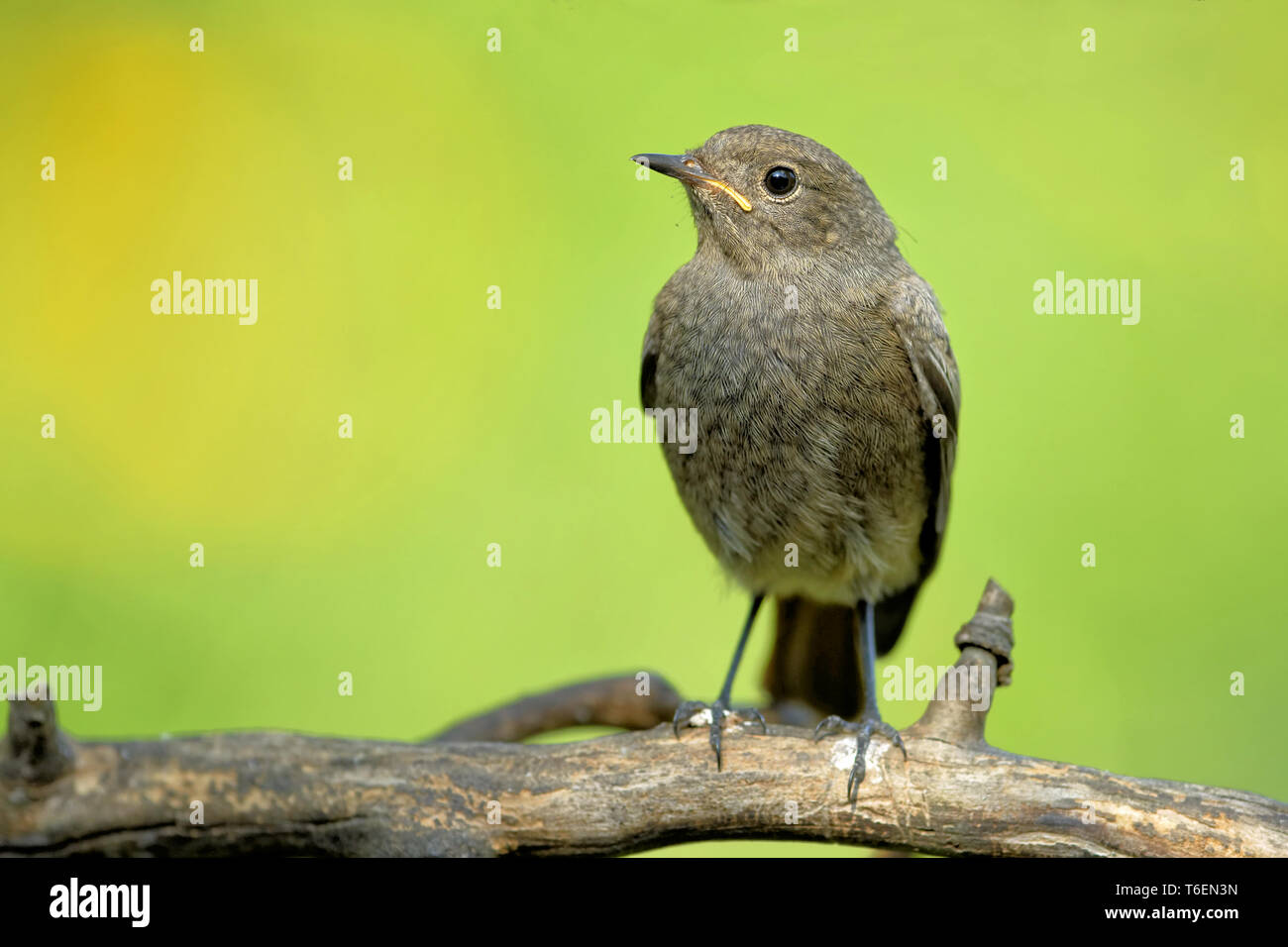 Young black redstart Stock Photo