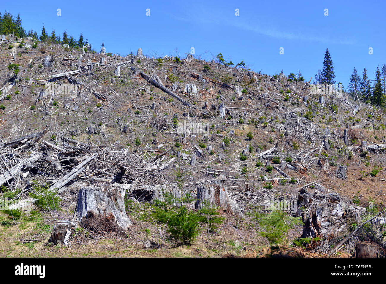 Clear cut land of felled trees and tree stumps reflecting deforestation ...