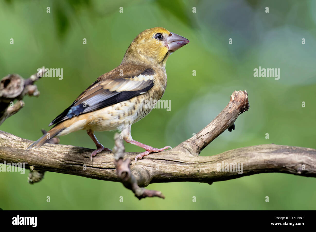 Young Hawfinch Stock Photo