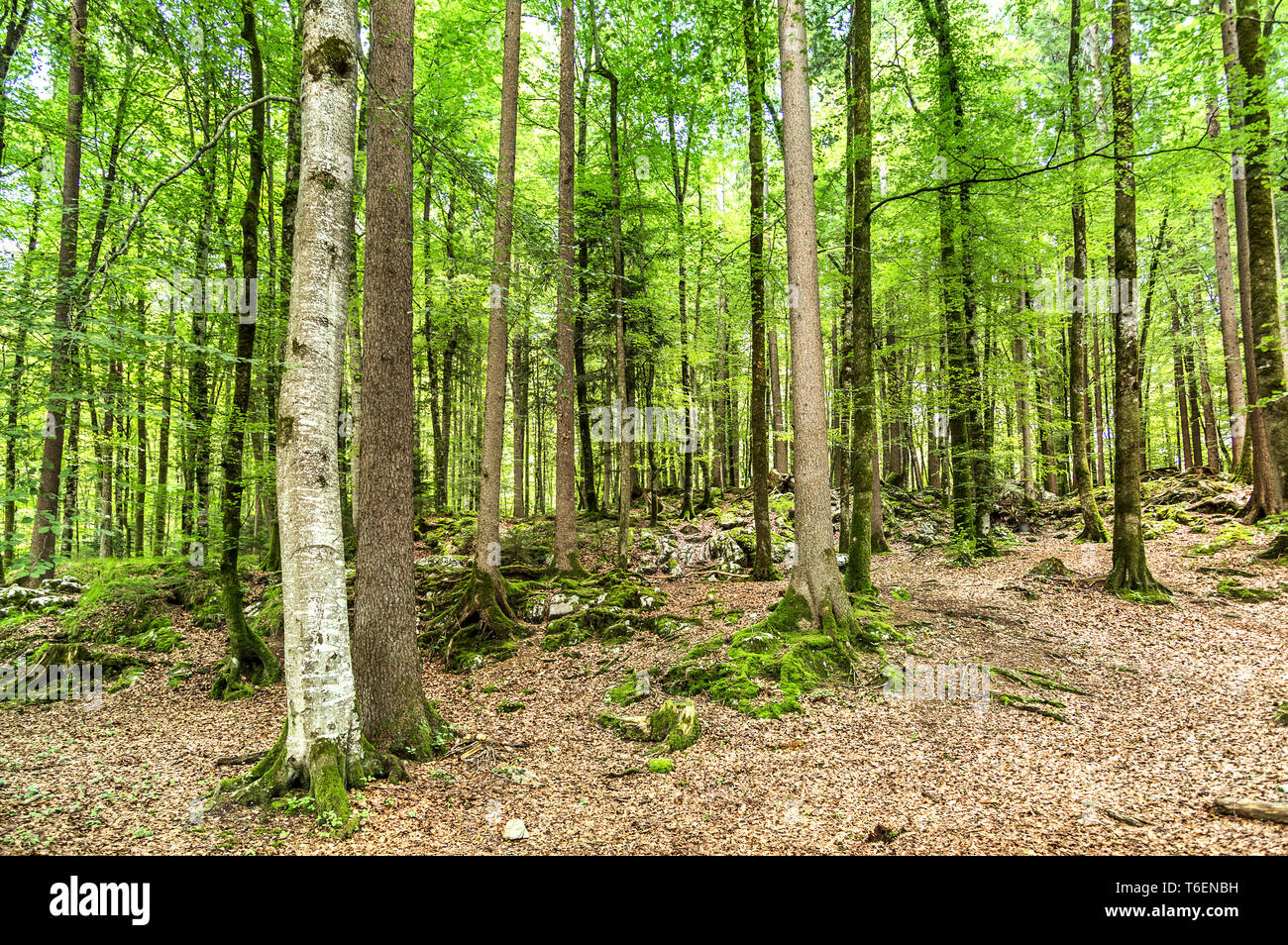Beautiful, green wood in Switzerland Stock Photo