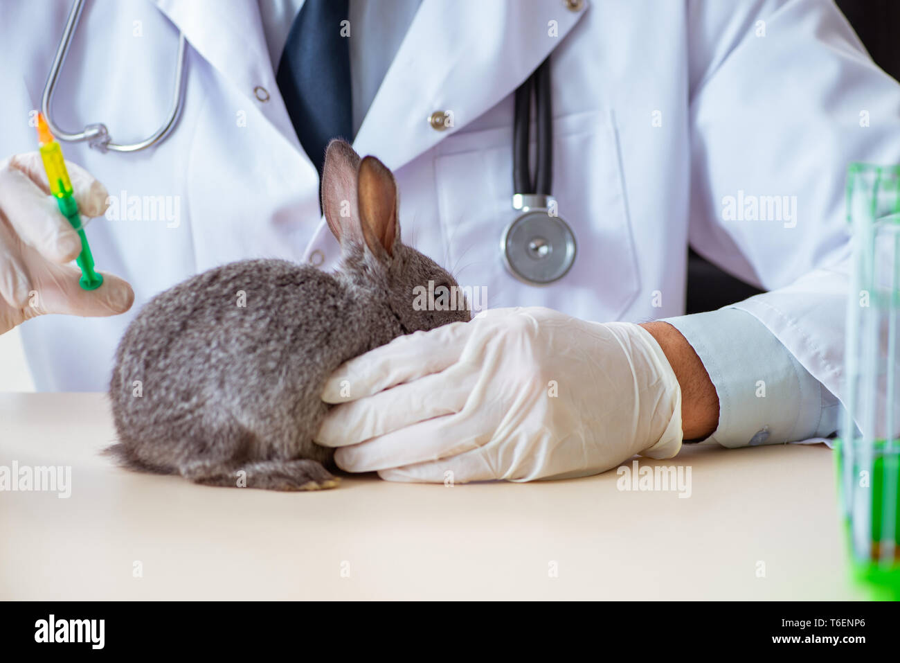 Vet doctor checking up rabbit in his clinic Stock Photo Alamy