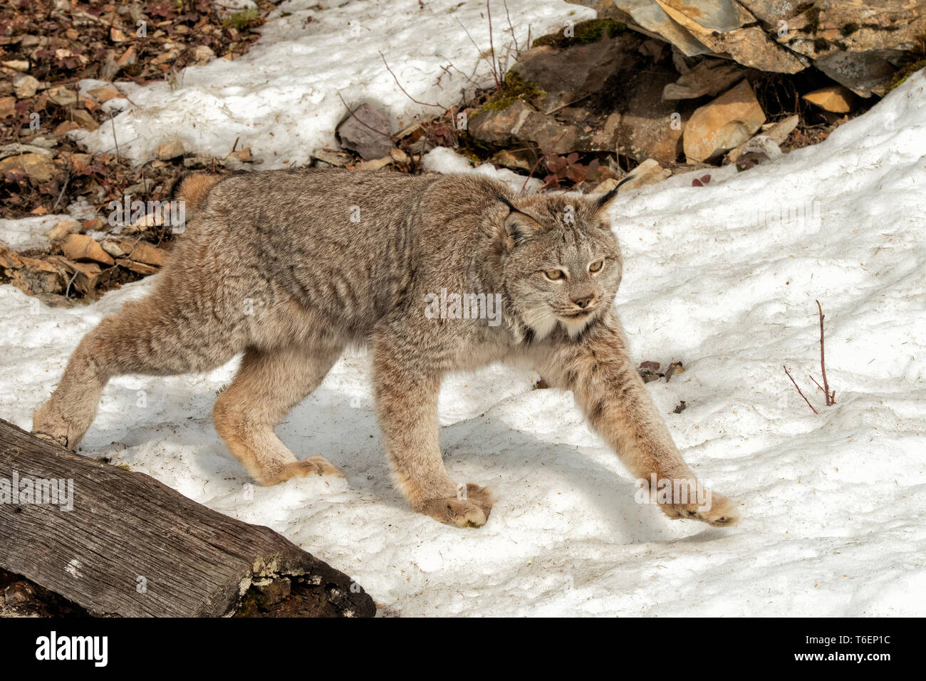 North America United States Montana Wildlife Mammals Predators Felines Wild Cats Canada Lynx Lynx Canadensis Stock Photo Alamy