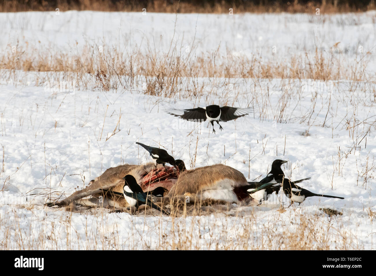 North America; United States; Montana; Wildlife; Birds; Predatory; Black-billed magpie; Pica hudsonia; On whitetailed deer carcass, winter kill. Stock Photo