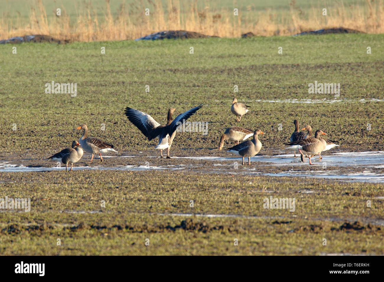 Field Of Geese High Resolution Stock Photography and Images - Alamy