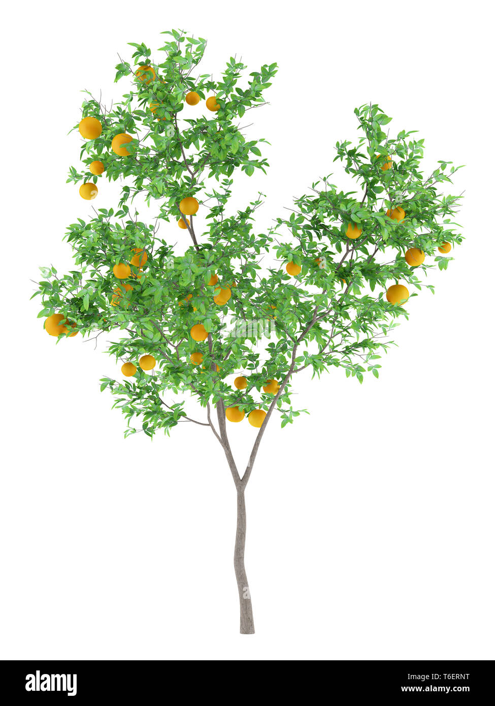 orange tree with oranges isolated on white background Stock Photo