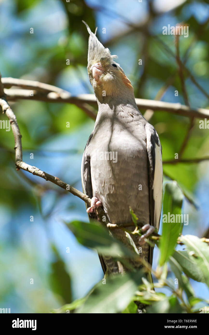 a cockatiel in its natural habitat in Australia Stock Photo