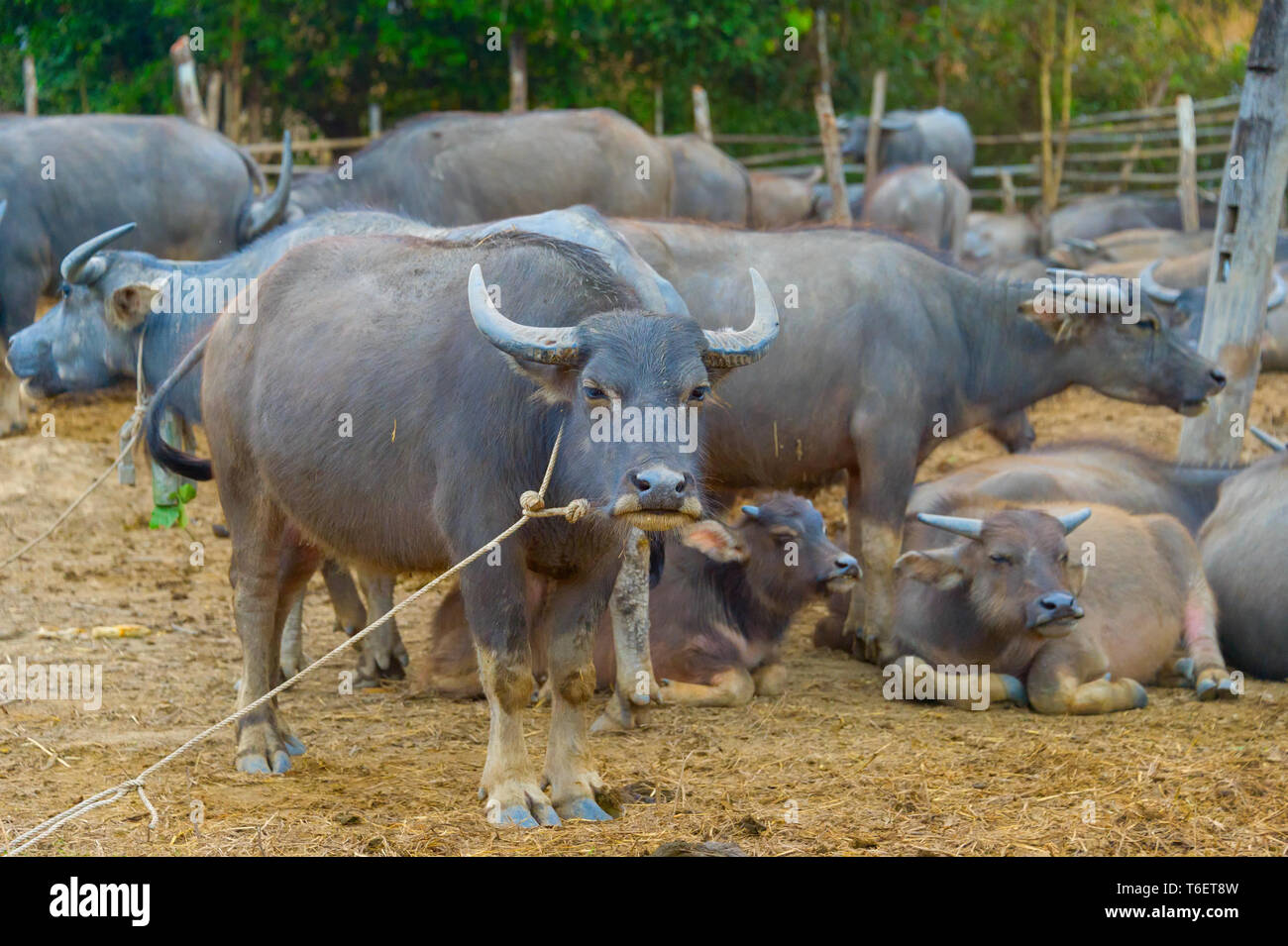 Livestock, herd of buffalo, Tahiland Stock Photo