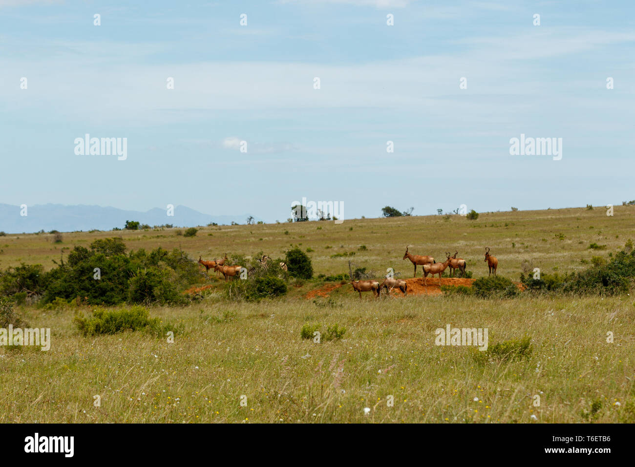 Group of Kudus grazing between the bushes Stock Photo