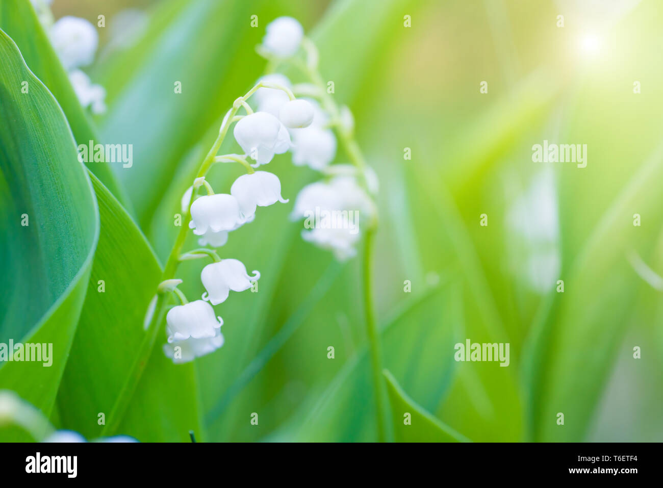 White flowers lily of the valley Stock Photo - Alamy