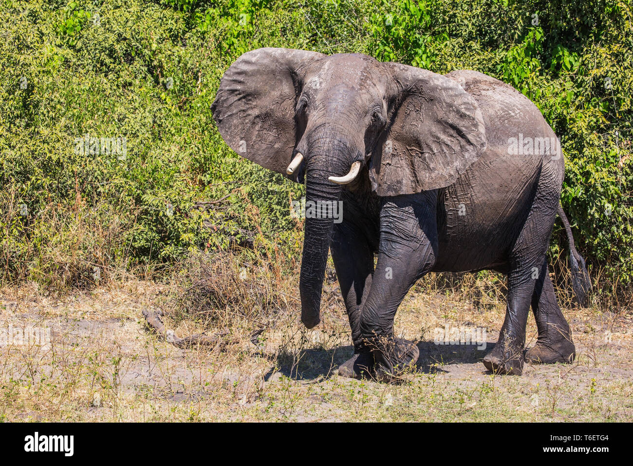 Elephant - loner in Chobe National Park Stock Photo