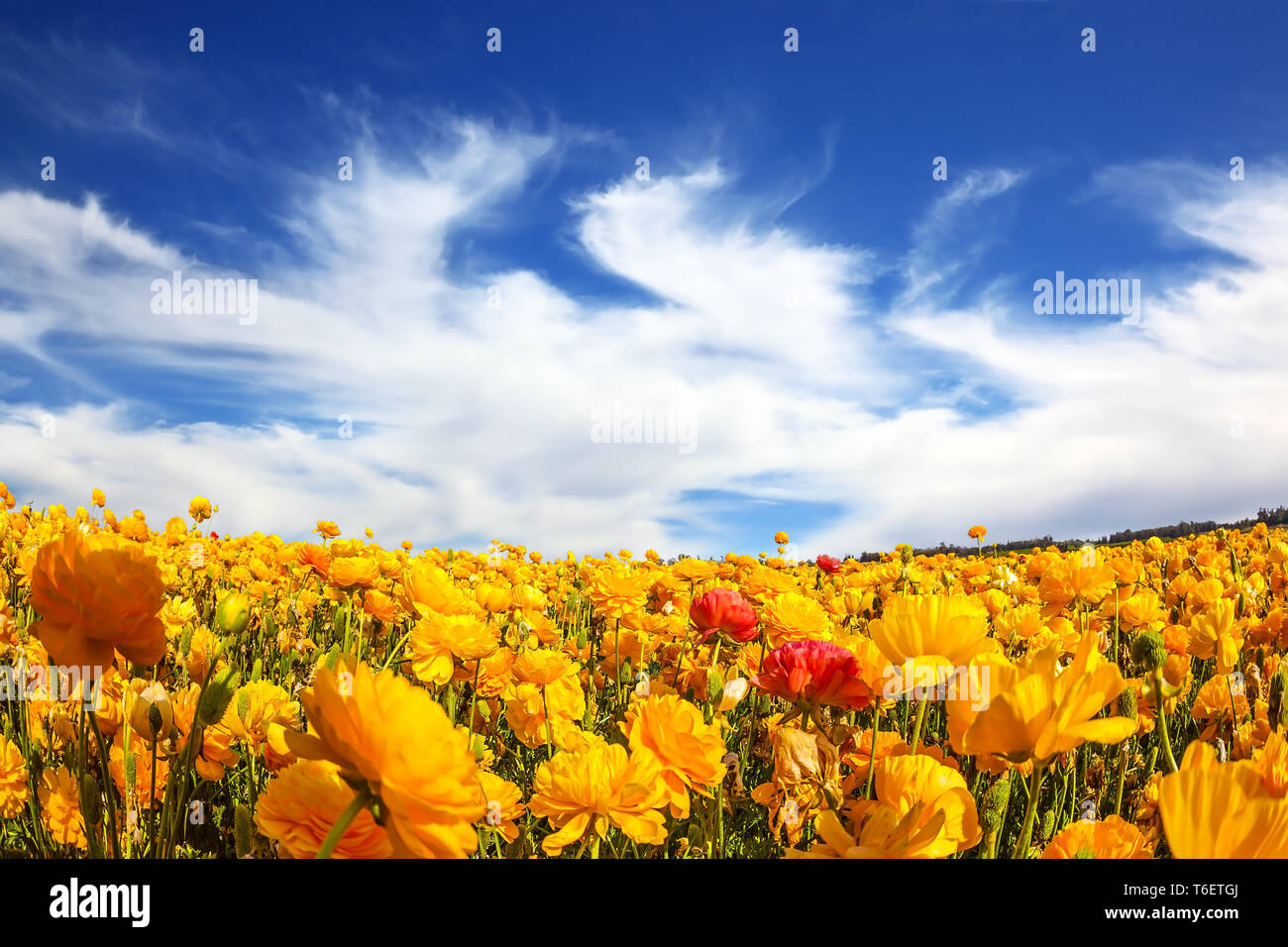 Fresh spring wind blows the clouds Stock Photo