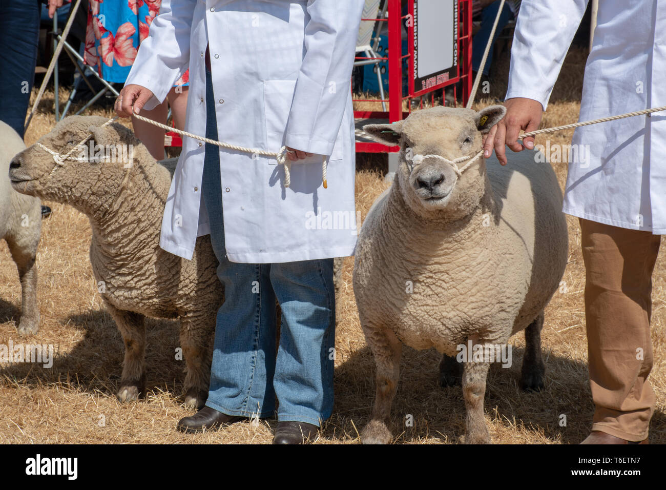 Sheep exhibited in agricultural show Stock Photo