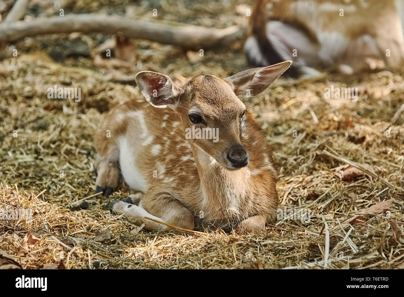 Portrait of a Young Deer Stock Photo
