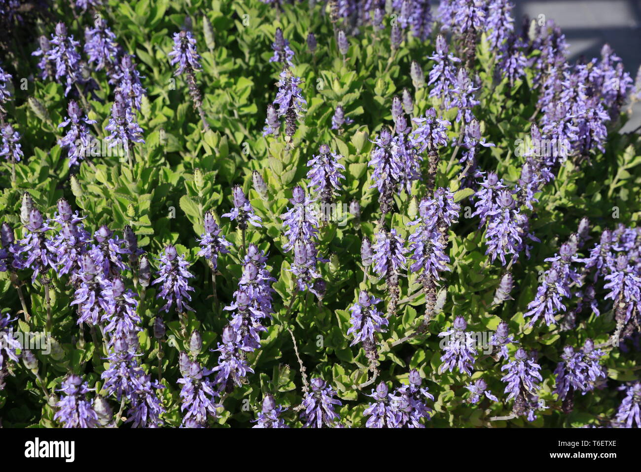 Spurflower High Resolution Stock Photography And Images Alamy