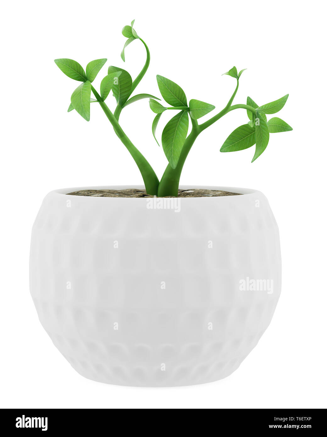 potted houseplant isolated on white background Stock Photo - Alamy