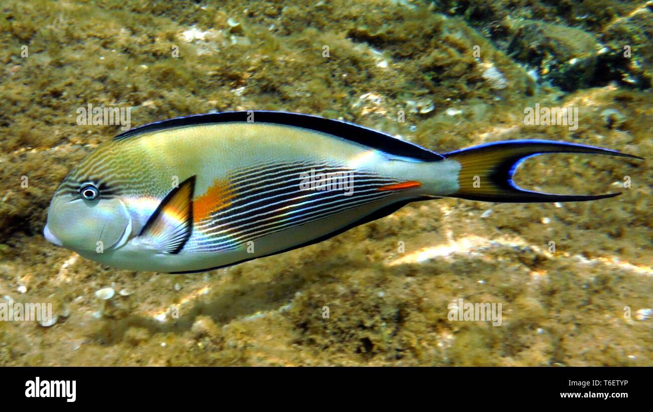 Colorful fish underwater Stock Photo