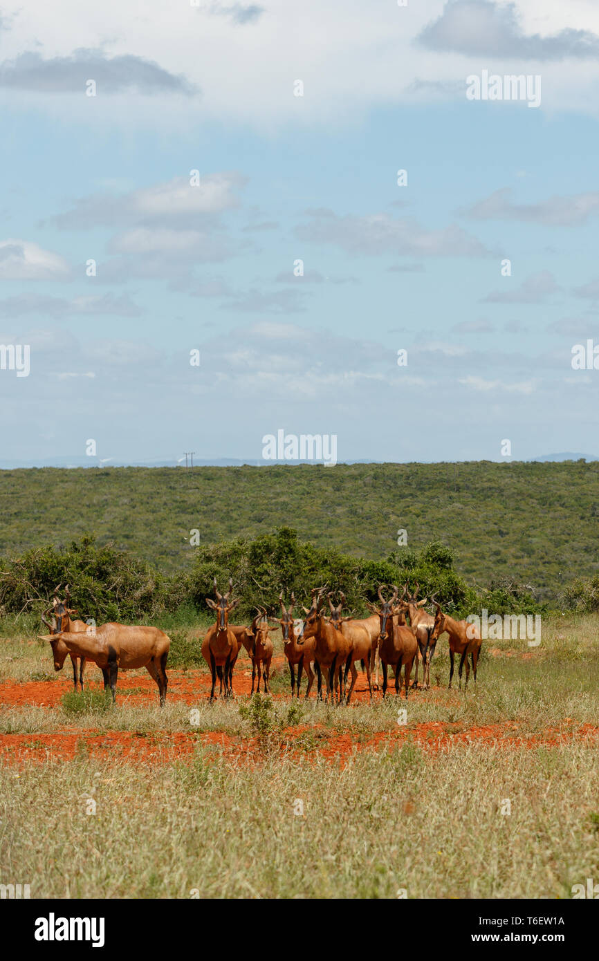 Herd of Red hartebeest standing together in the field Stock Photo