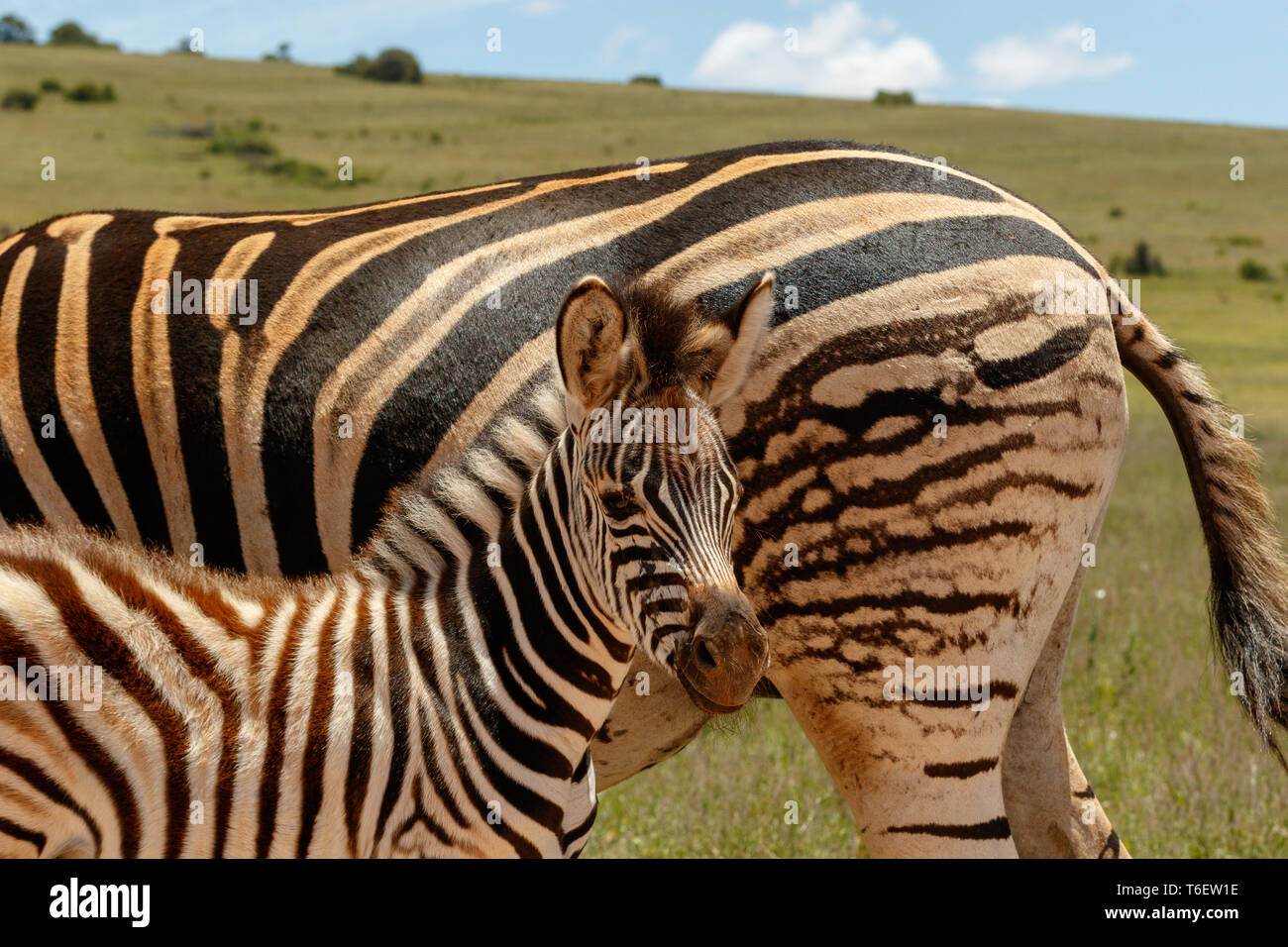 Baby Zebra standing close to his mother Stock Photo