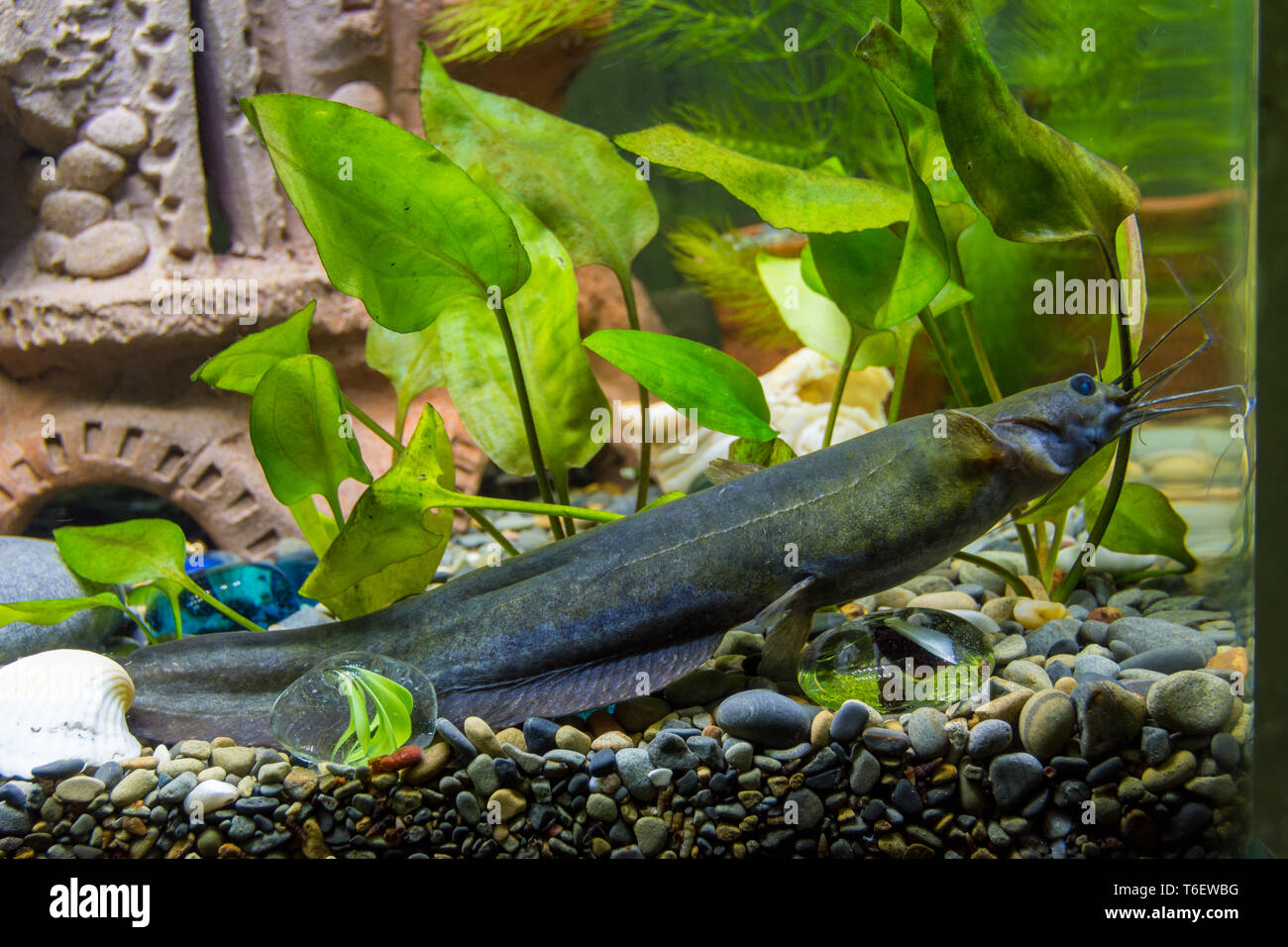 Sludge flies in a freshwater aquarium Stock Photo