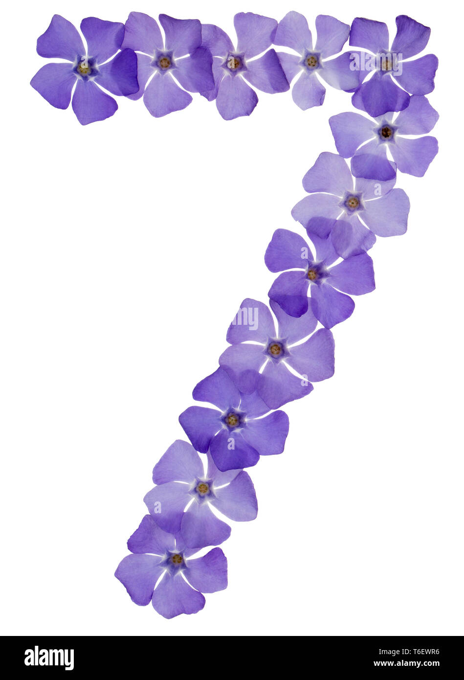 Arabic numeral 77, seventy seven, from blue forget-me-not flowers Stock  Photo - Alamy