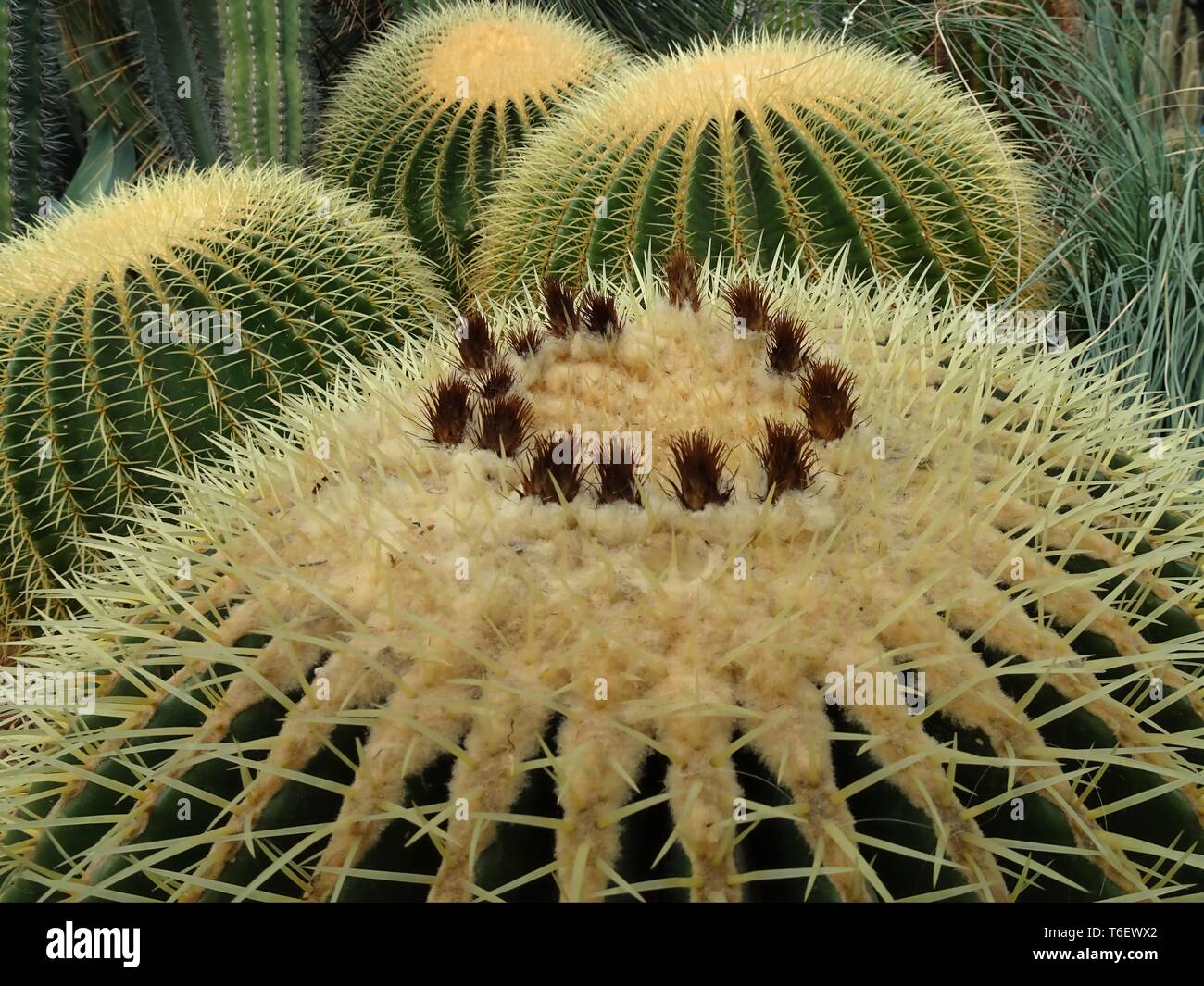 Cactus, Cactaceae, Cactus Family, Stock Photo