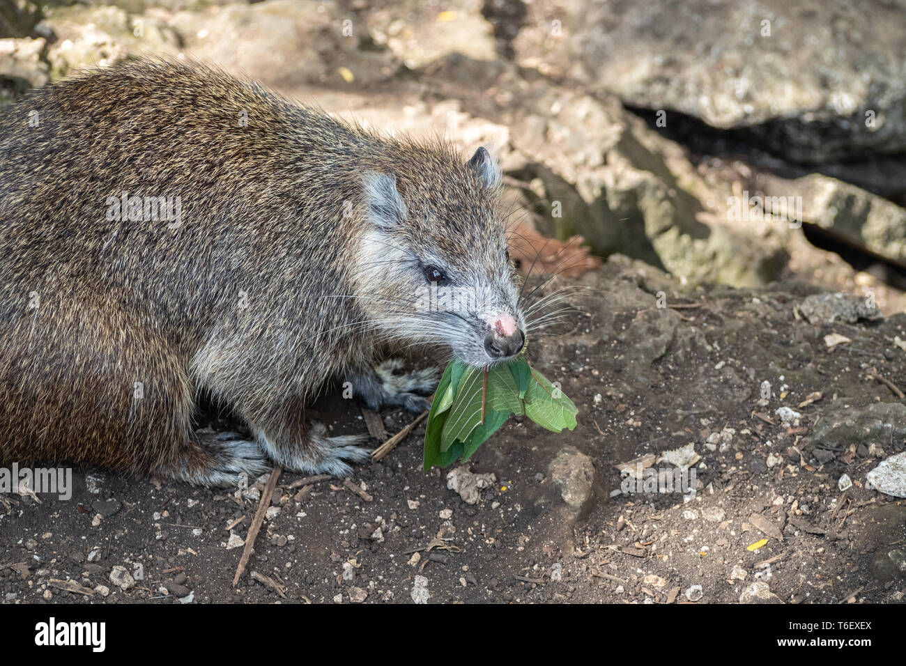 Cuban tree rat or hutia, Capromys pilorides Stock Photo - Alamy