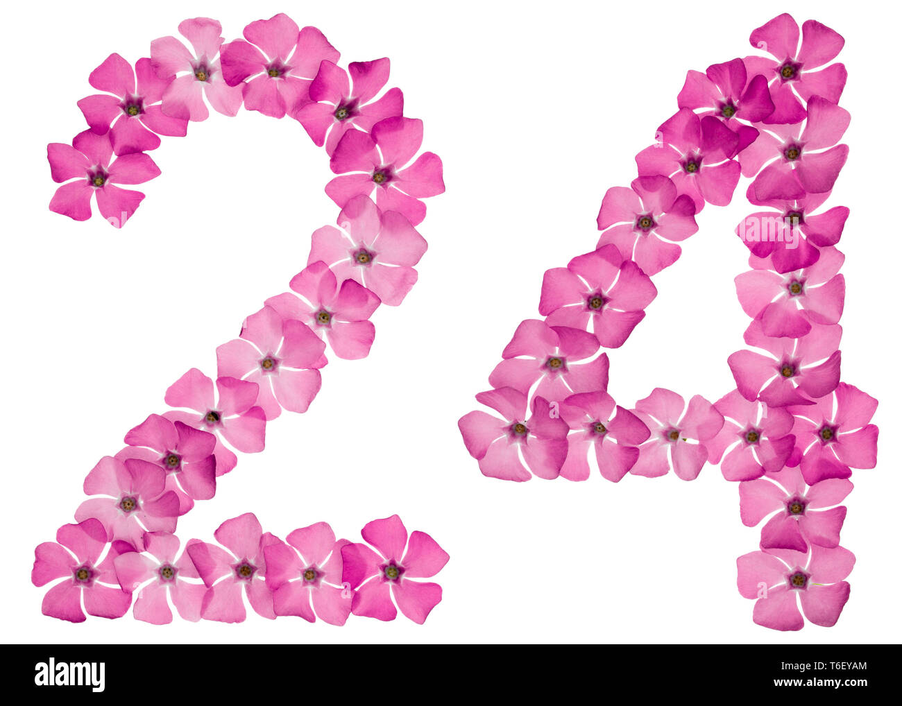 Numeral 24, twenty four, from natural pink flowers of periwinkle