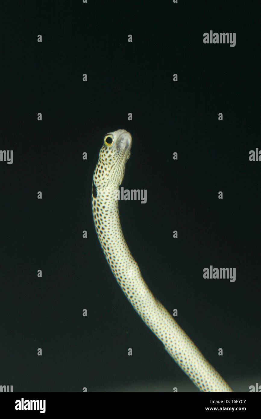 Spotted Garden Eel, Heteroconger hassi Stock Photo