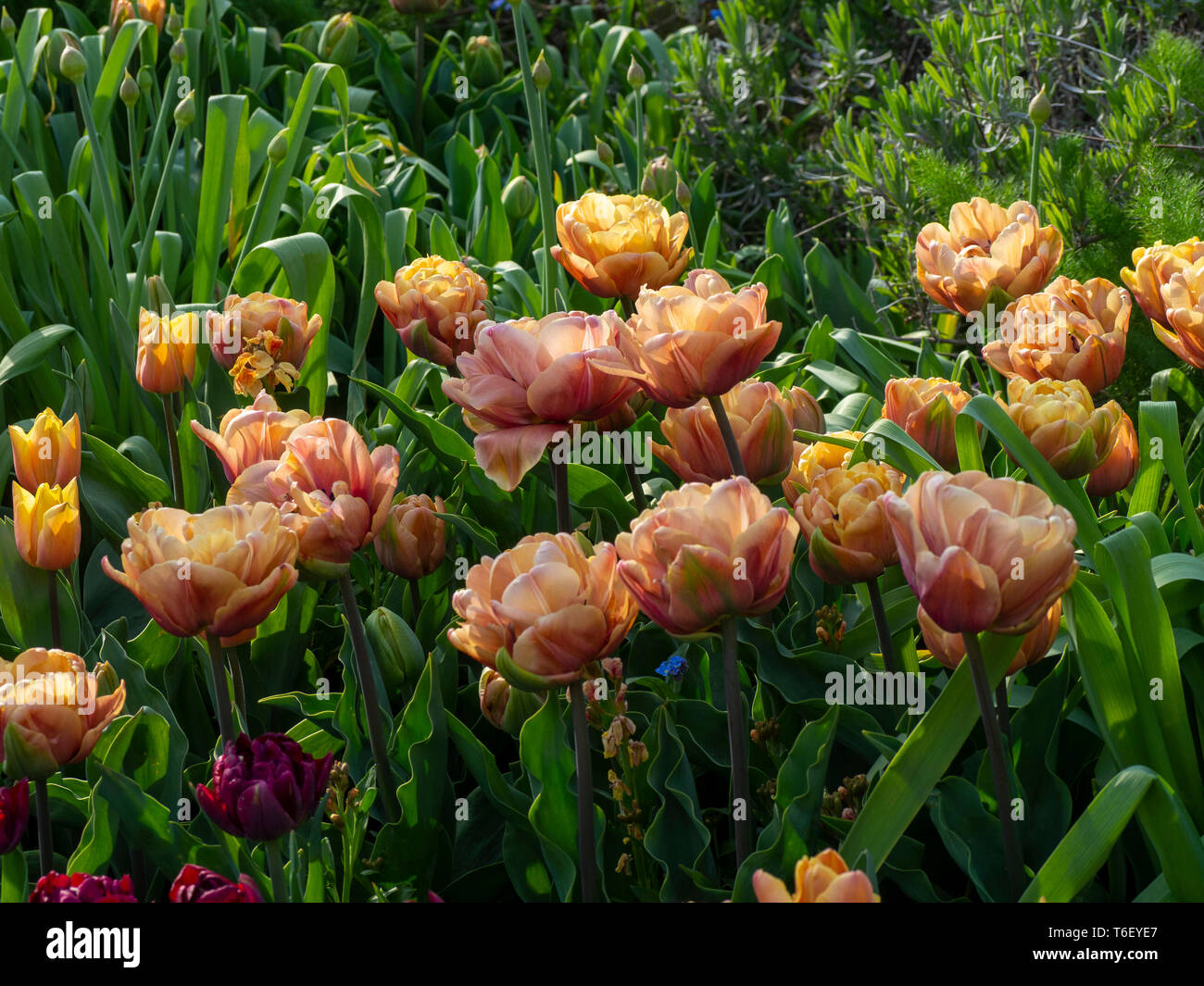 Chenies Manor Gardens in April detailing Tulipa La Belle Epoque, pastel pink tulips en masse. Stock Photo