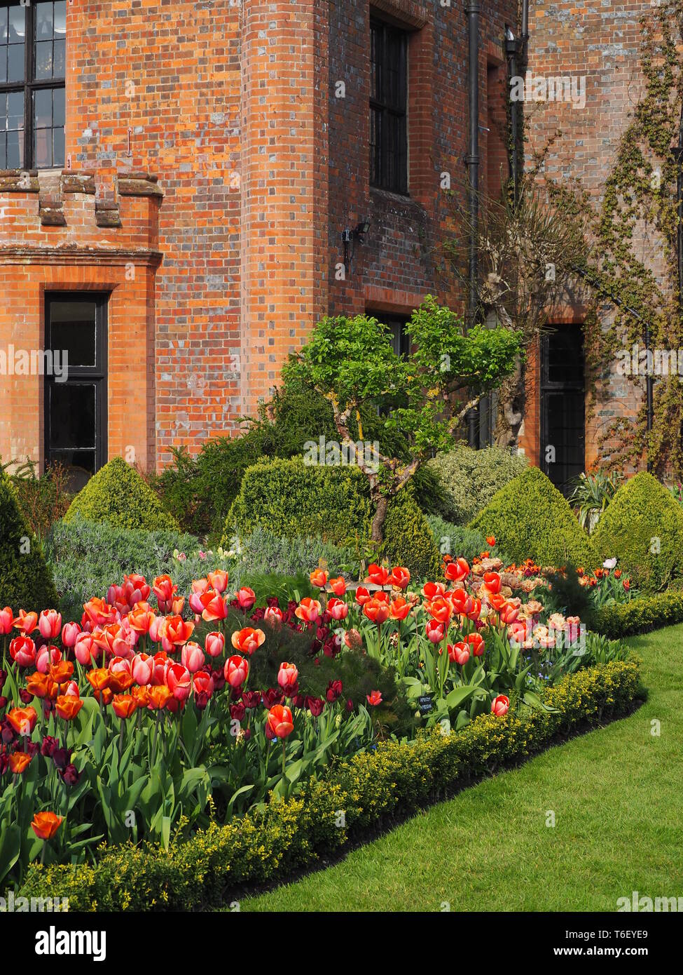 Portrait view of Chenies Manor House and Gardens in April showing colourful tulip borders in sunshine. Stock Photo