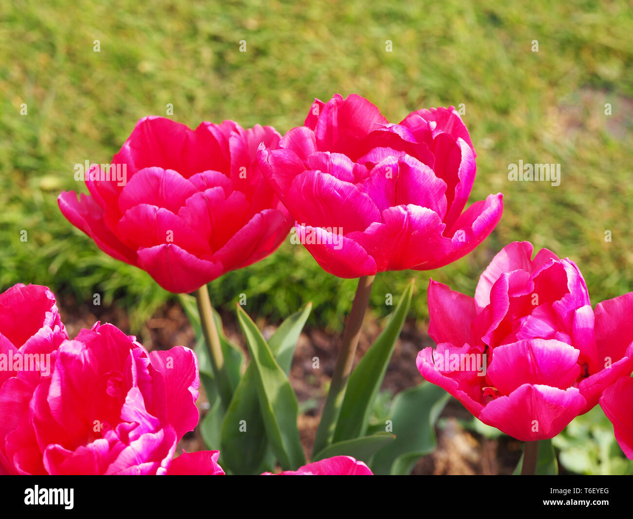 Close up of Tulipa 'Queen of Marvel', bright pink, cerise spring flower bulbs at Chenies Manor Gardens in April. Stock Photo