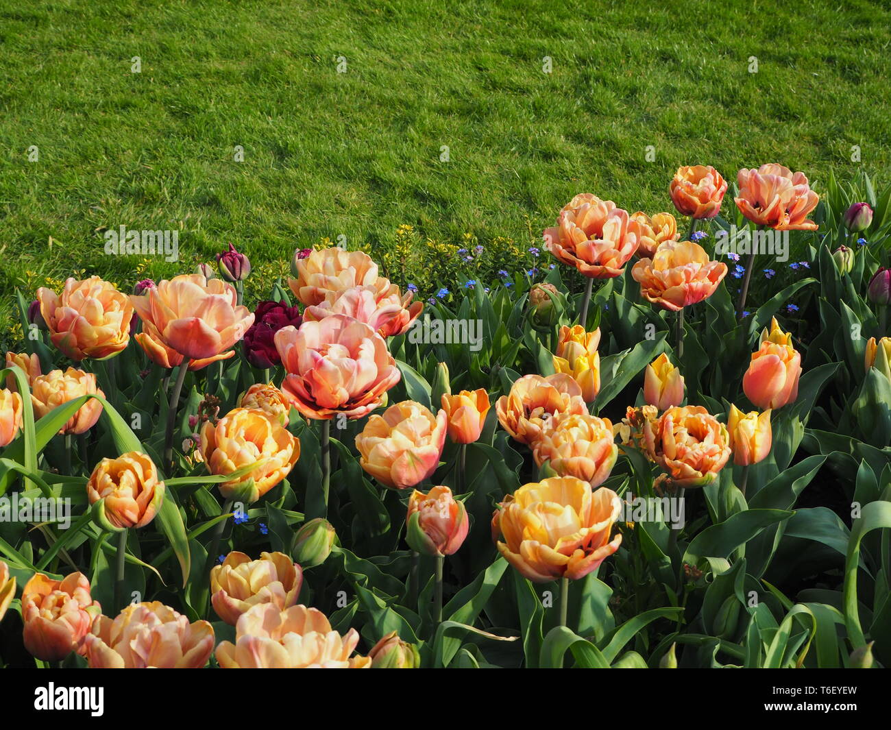 Chenies Manor Gardens in April featuring Tulipa La Belle Epoque. Stock Photo