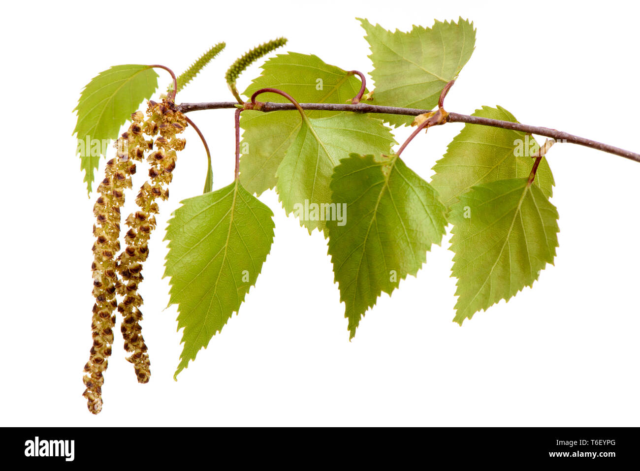 Close up of leaves of birch tree hires stock photography and images