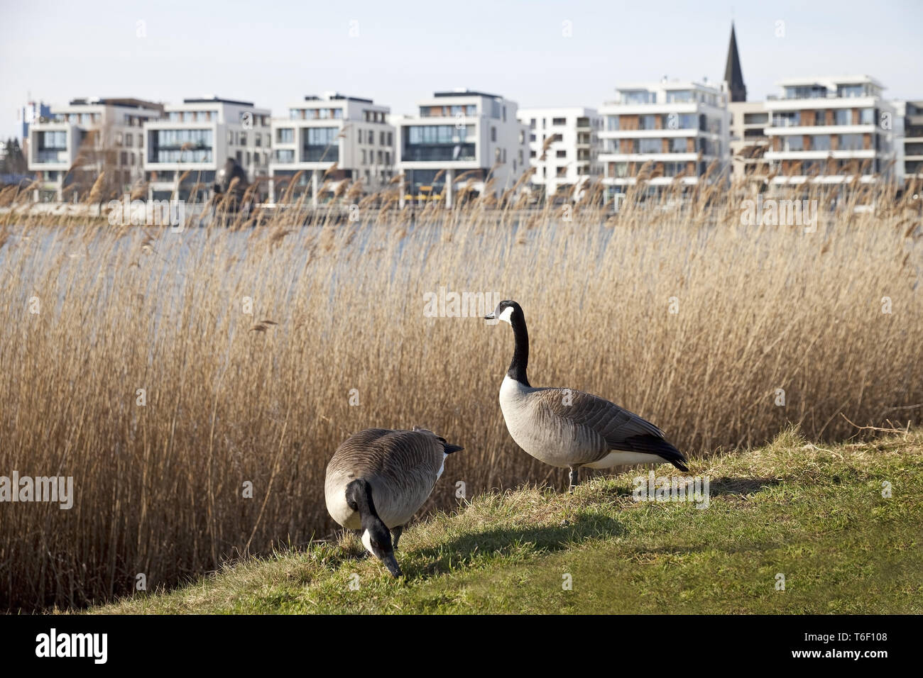 canada goose germany address