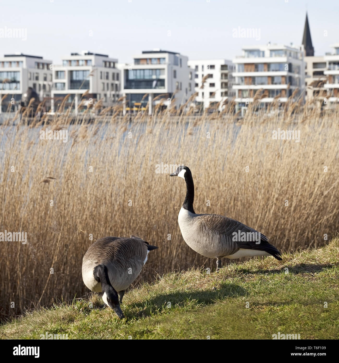 Facharztzentrum am phoenix see hi-res stock photography and images - Alamy