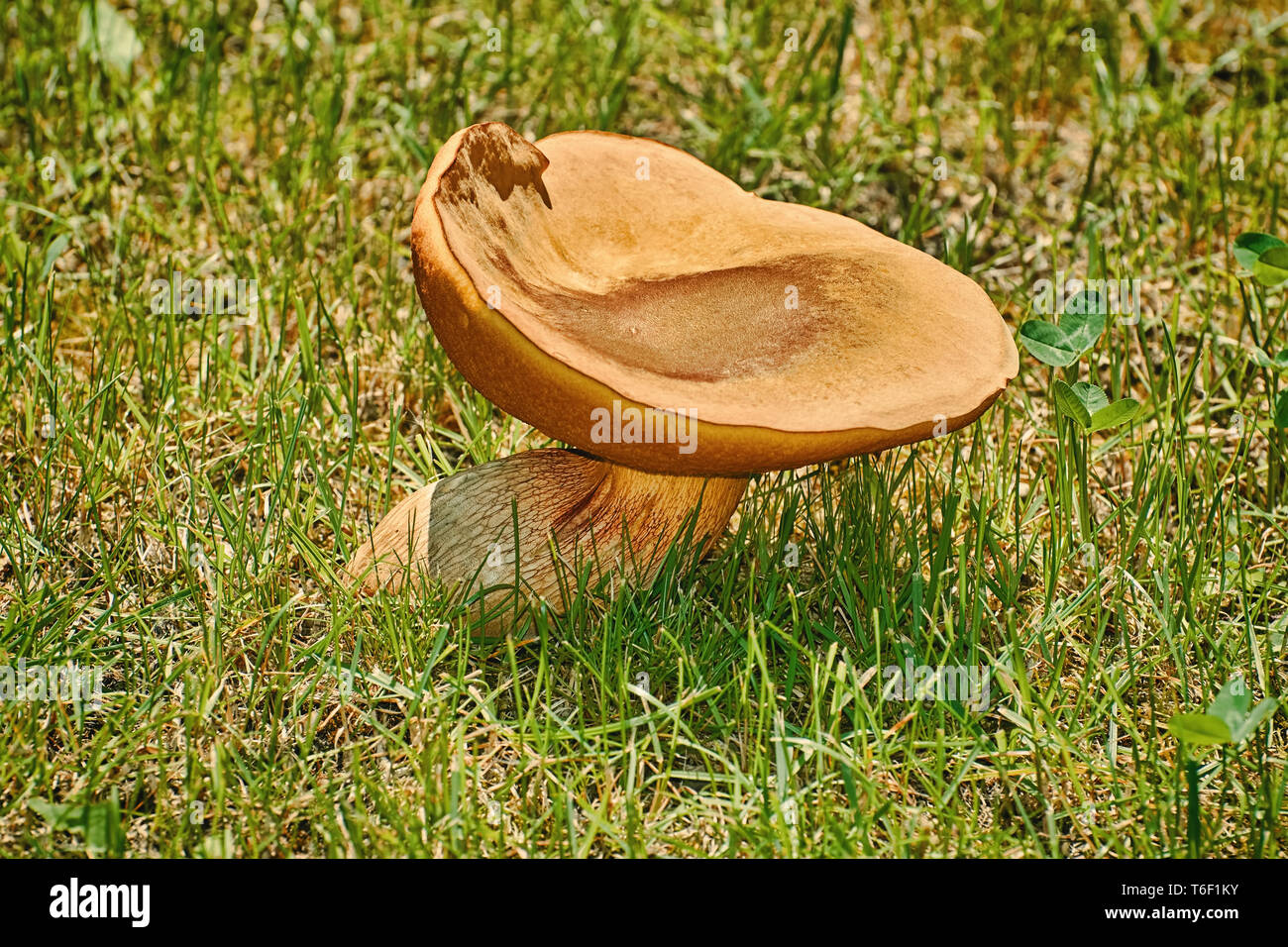 Mushroom in the Grass Stock Photo