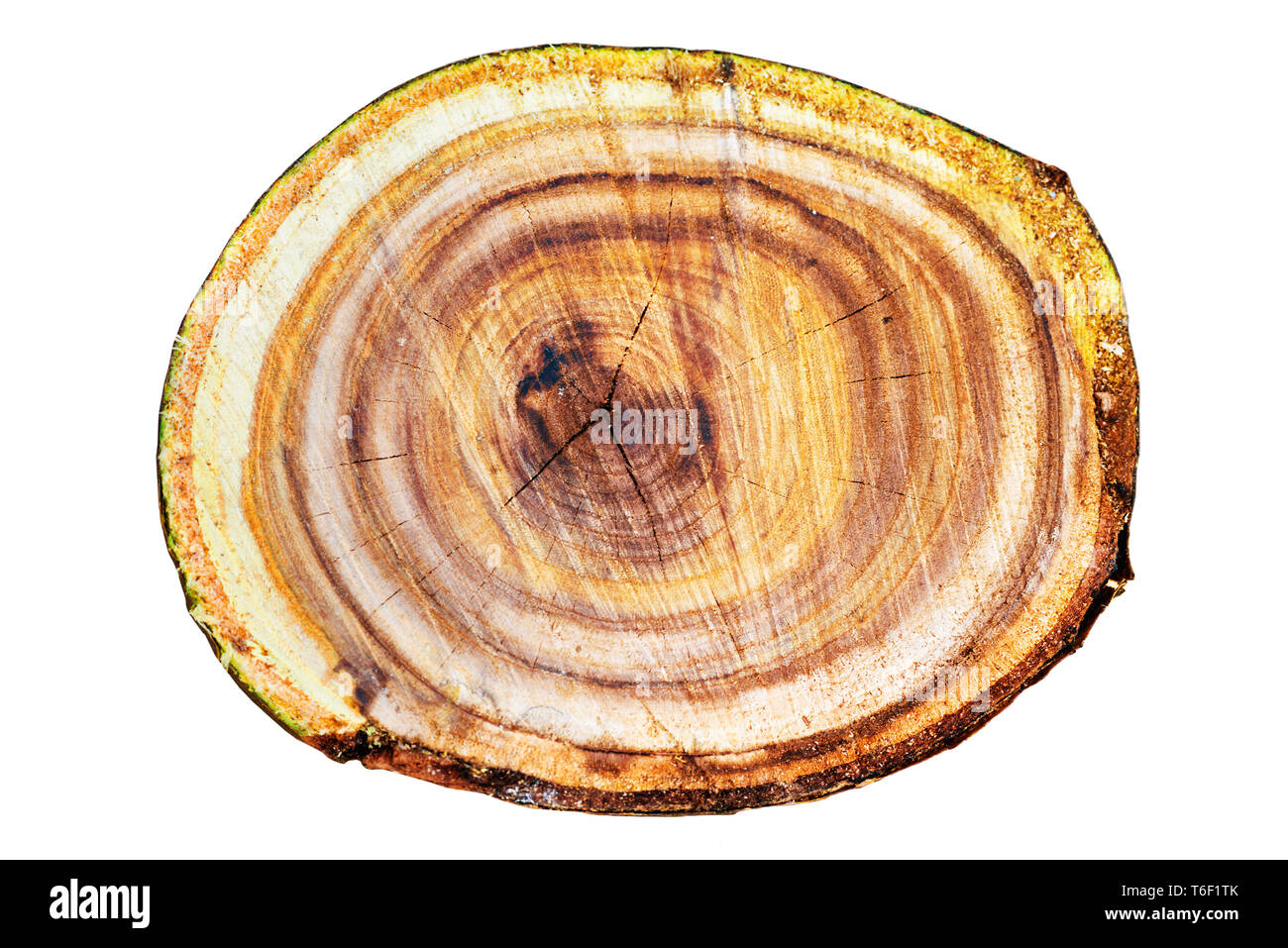 Wooden tree trunk texture Stock Photo