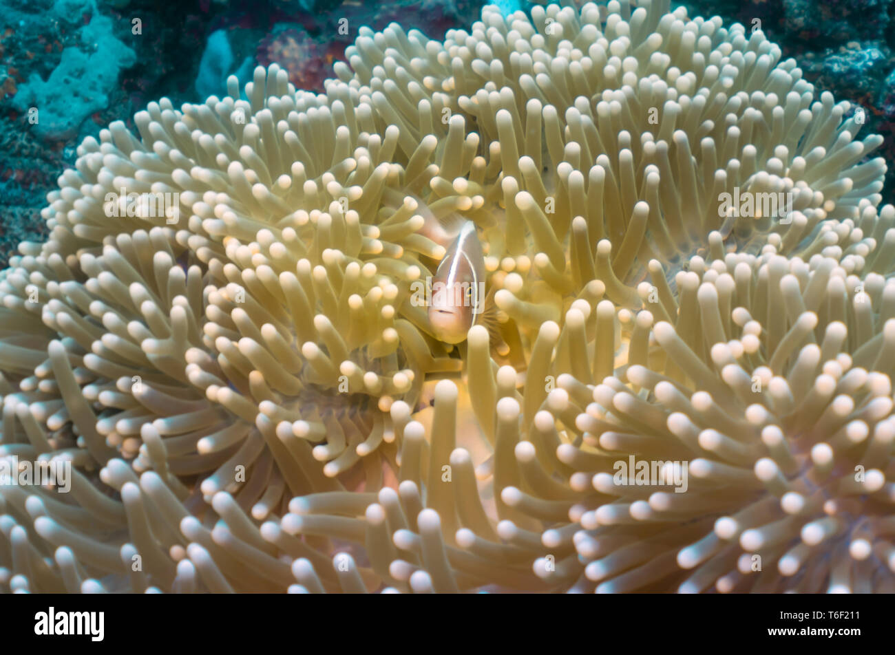 Orange Anemone Fish in the middle of a yellow anemone, looking to the camera. Underwater shot in Tulamben, Bali, Indonesia. Stock Photo