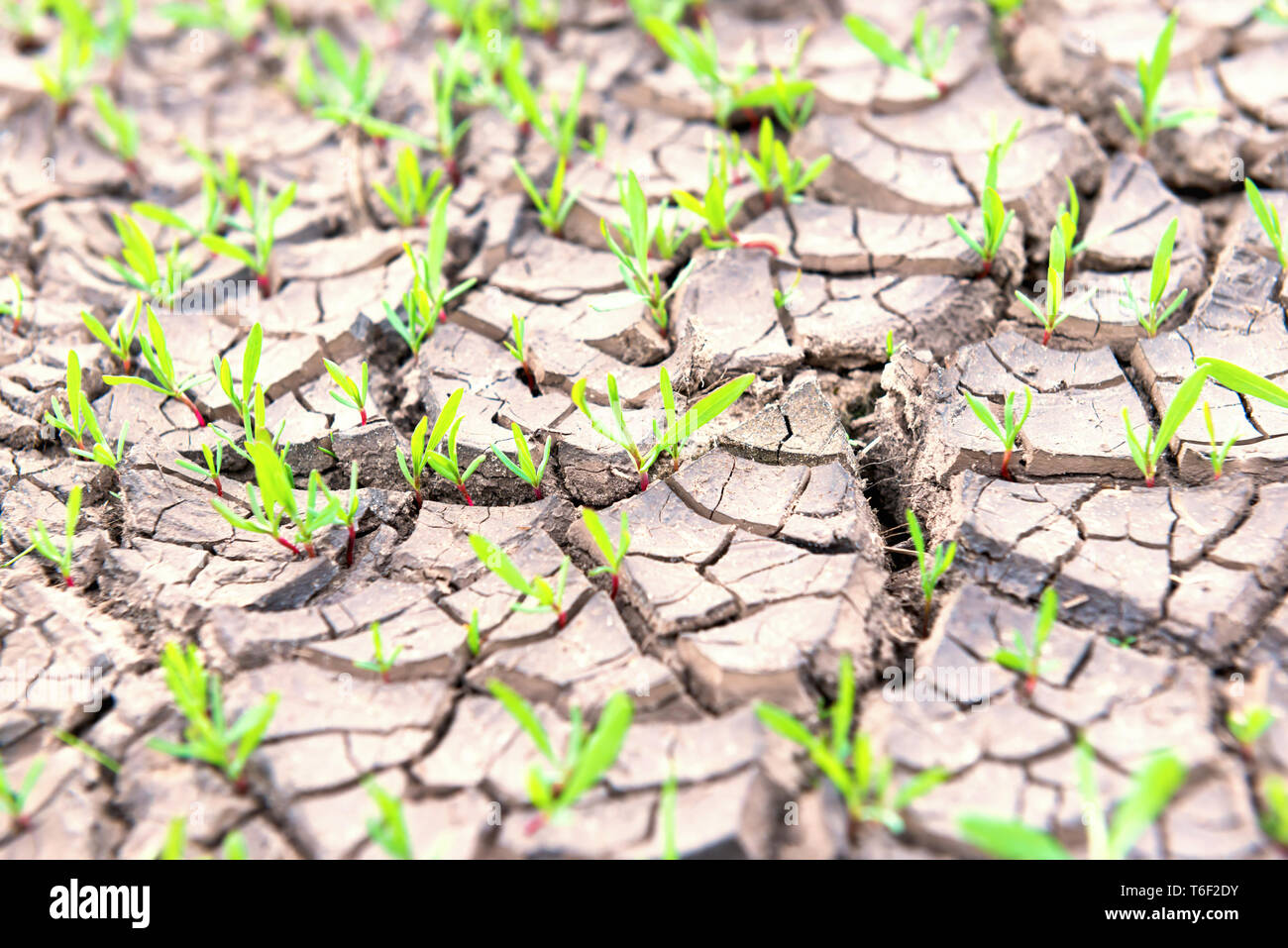 Dry land with green plants Stock Photo
