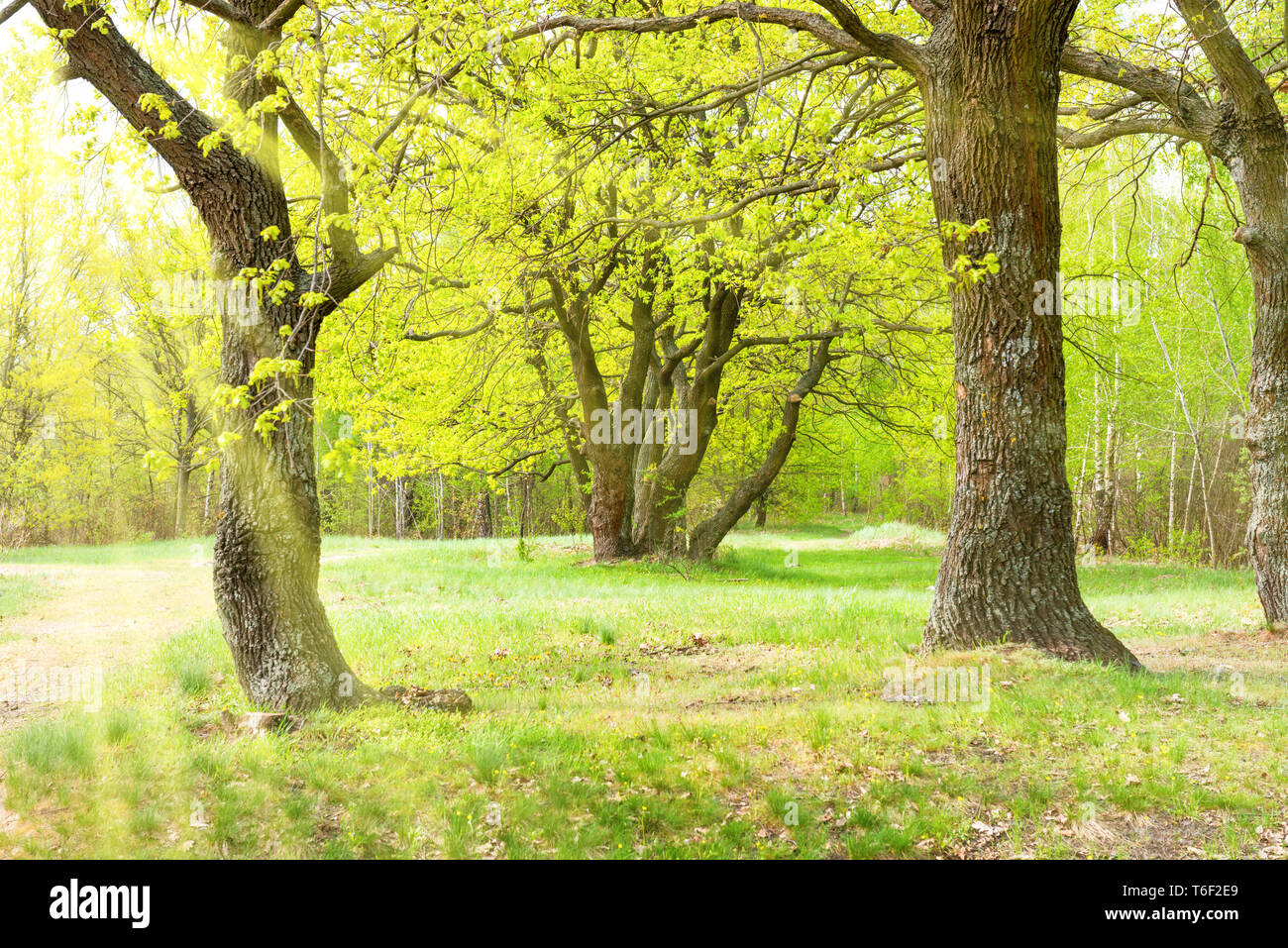 Oak trees green hires stock photography and images Alamy