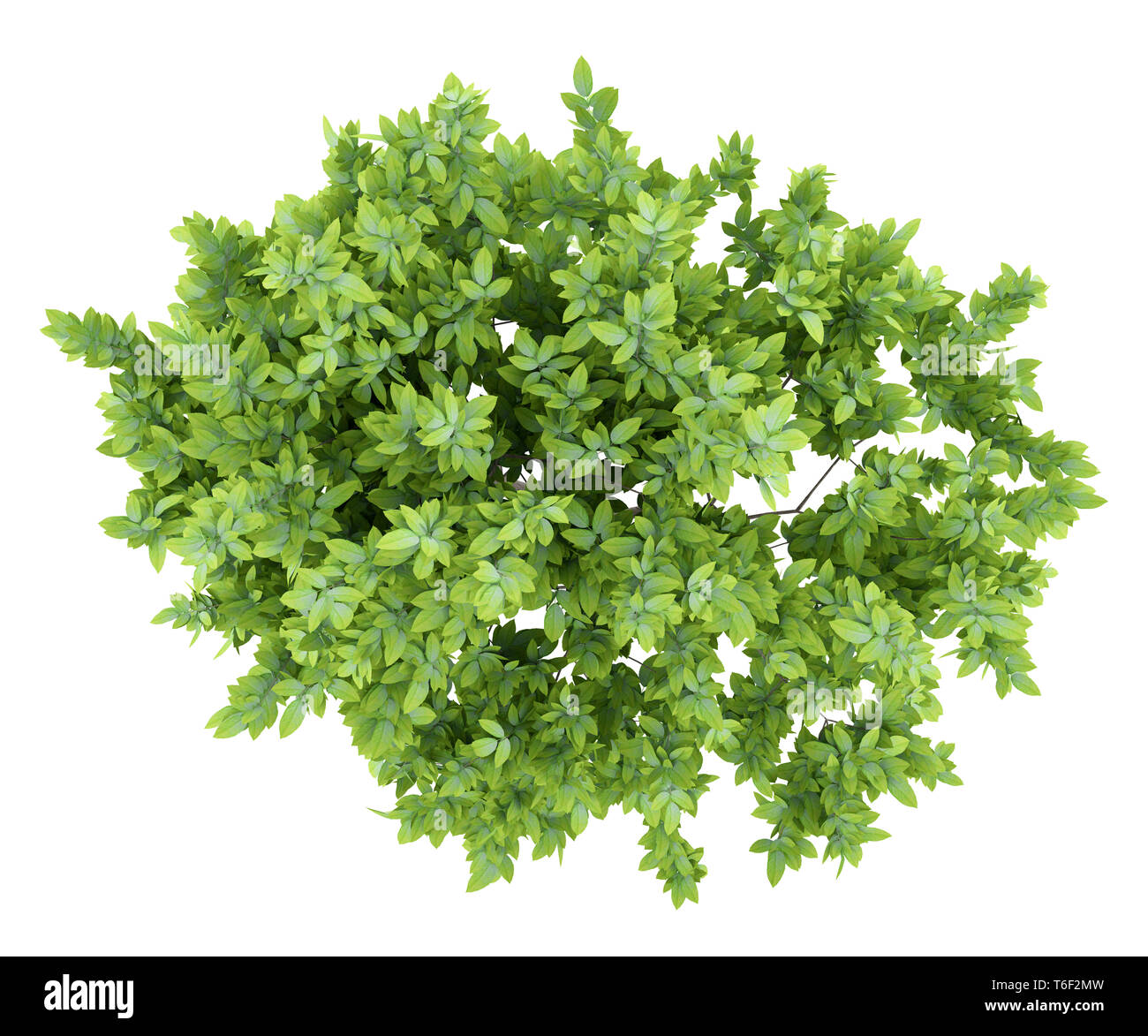top view of lemon tree isolated on white background Stock Photo - Alamy