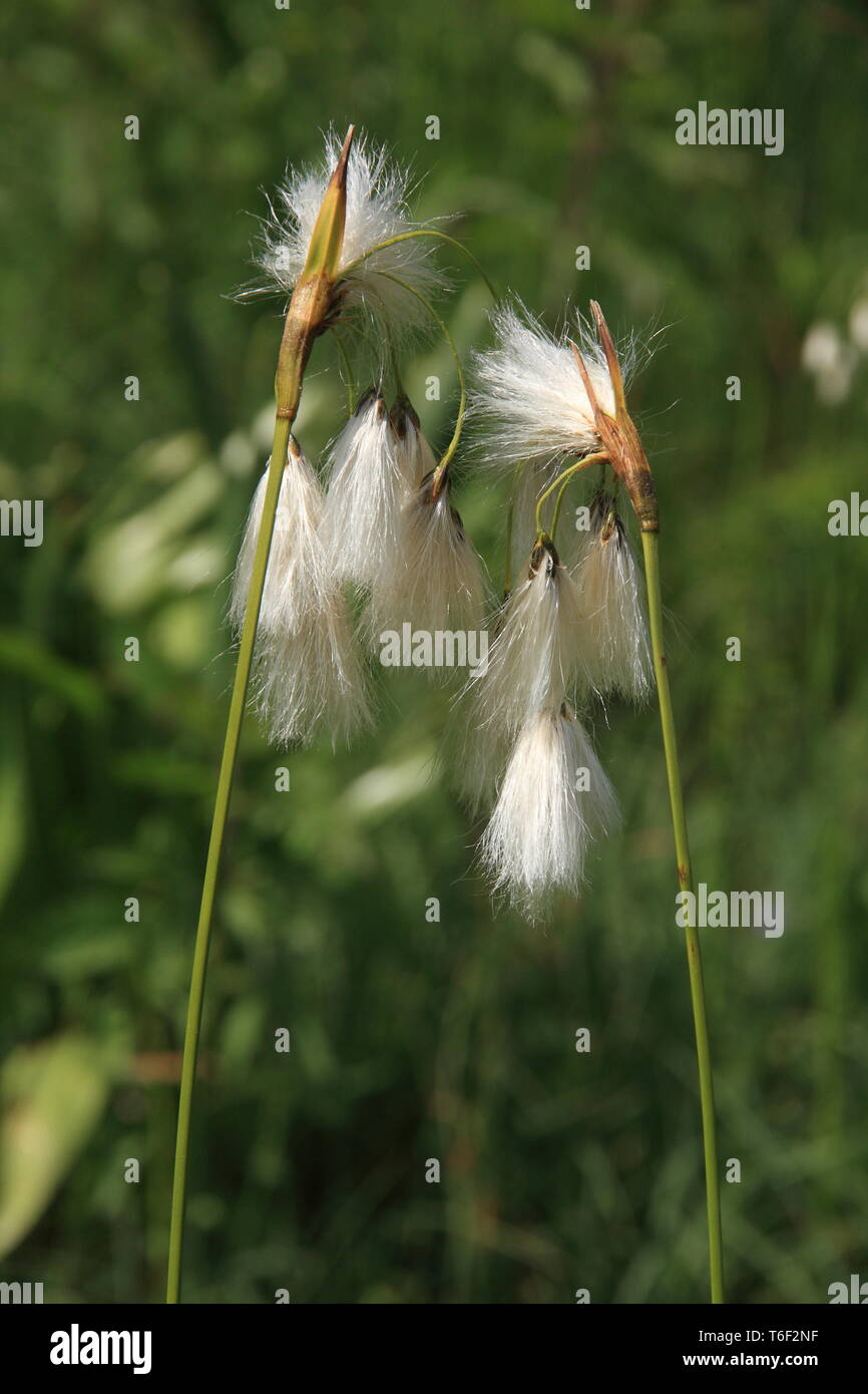 Cotton grass Stock Photo