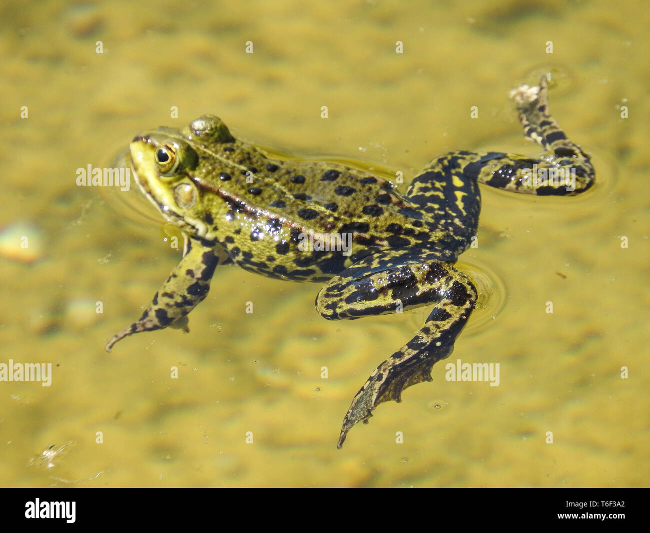 Green Frogs in the water Stock Photo Alamy