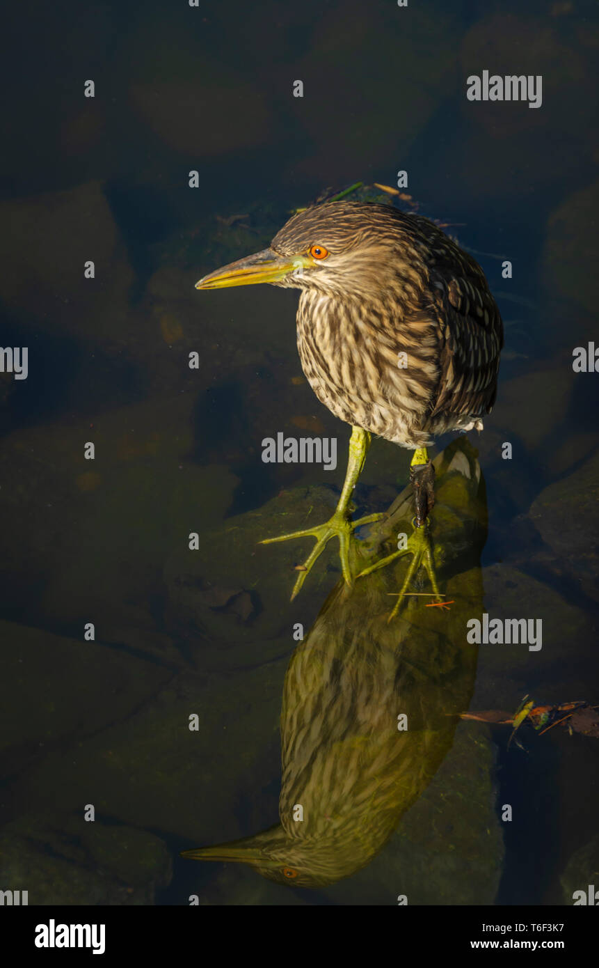 Immature black crowned night heron hi-res stock photography and images