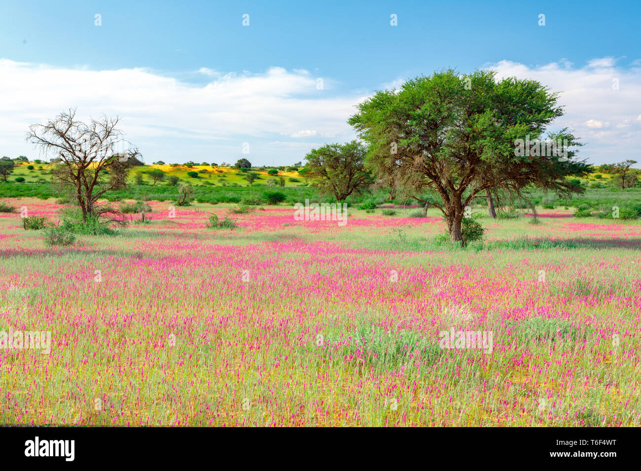 Blooming Kalahari desert South Africa wilderness Stock Photo