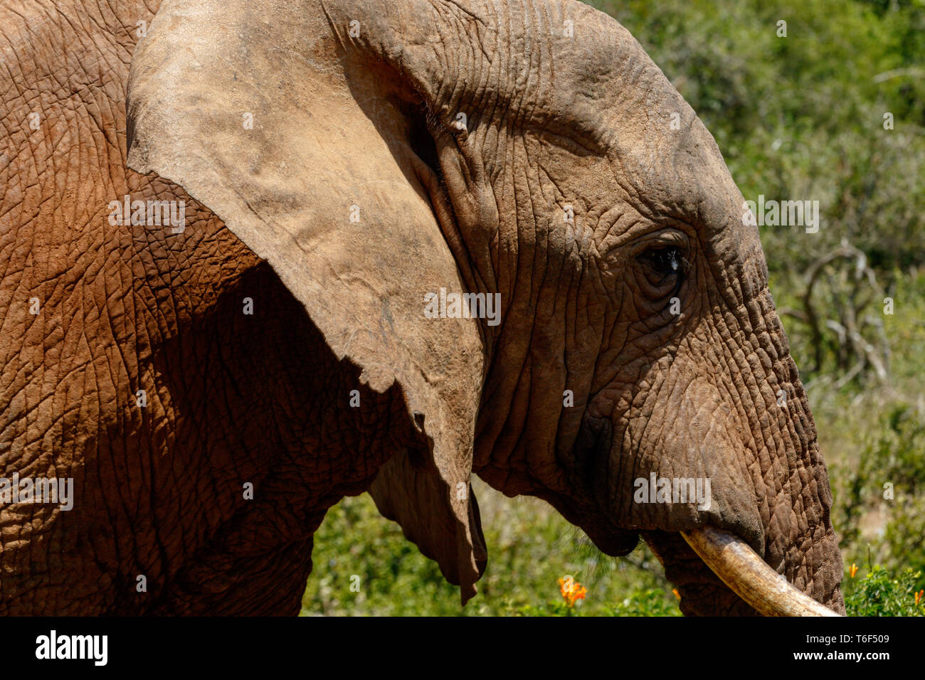 Close up of an Elephant passing by Stock Photo