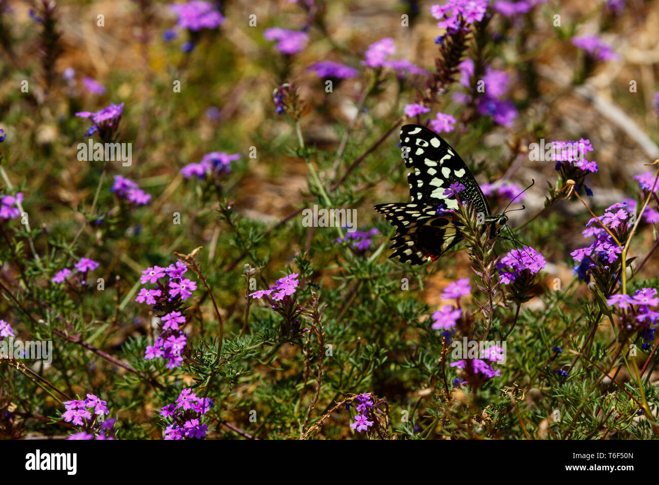 Black and white Butterfly sitting on purple flowers Stock Photo