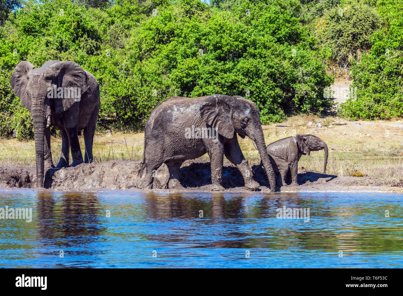 Watering in the Okavango river Stock Photo