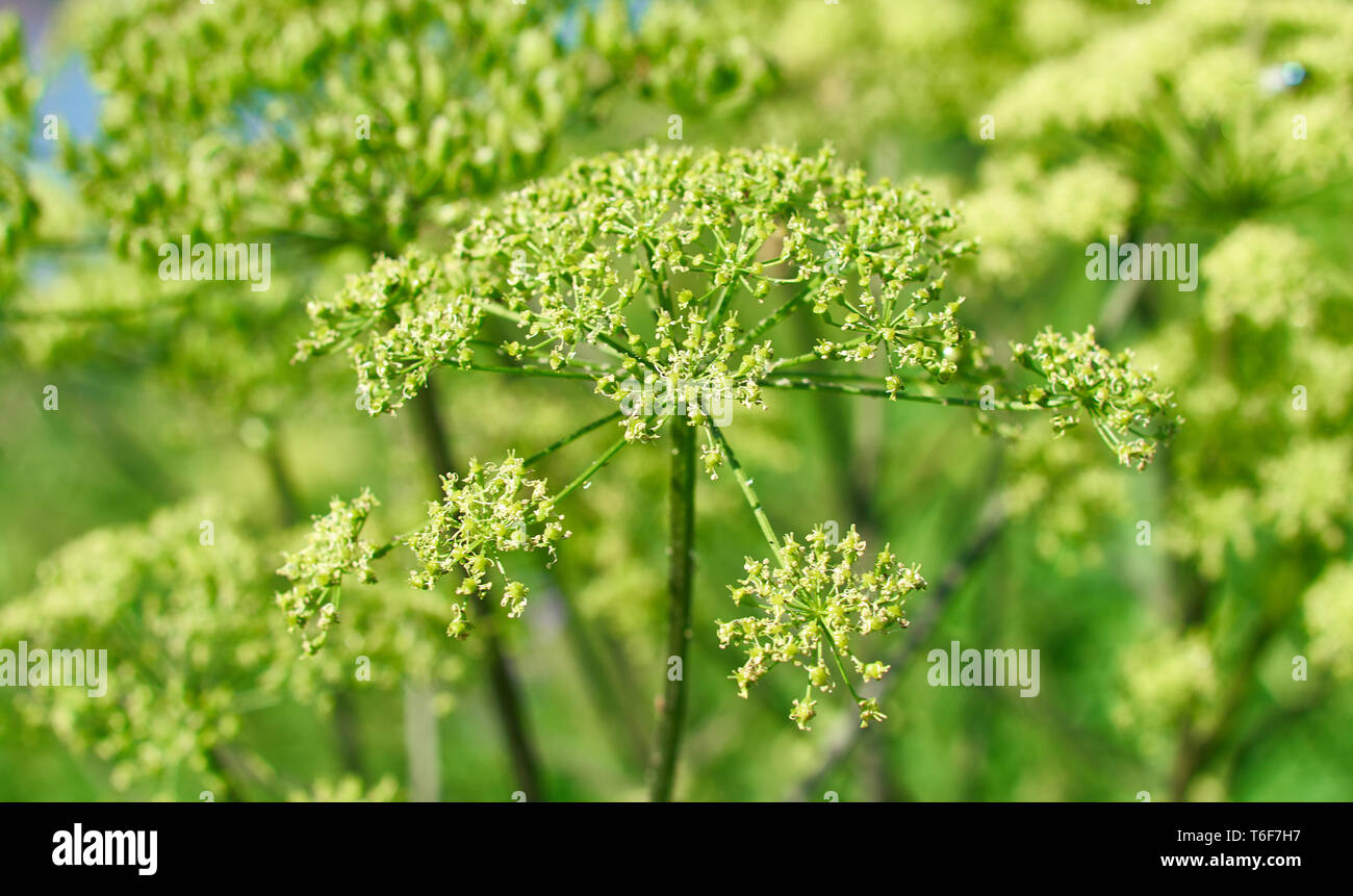 Angelica closeup hi-res stock photography and images - Alamy